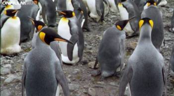 Король пингвинов / The Penguin King 3D (2012) HDRip