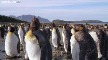 Король пингвинов / The Penguin King 3D (2012) HDRip