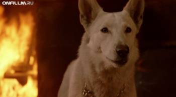 Полицейский пес: Отряд К-9 (2011) HDRip